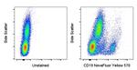 CD19 Antibody in Flow Cytometry (Flow)