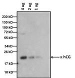 hCG Antibody in Western Blot (WB)