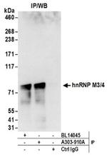 hnRNP M3/4 Antibody in Western Blot (WB)