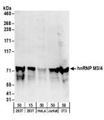 hnRNP M3/4 Antibody in Western Blot (WB)