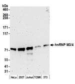 hnRNP M3/4 Antibody in Western Blot (WB)