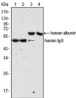 Human IgG (H+L) Secondary Antibody in Western Blot (WB)