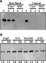 CDK7 Antibody in Western Blot (WB)