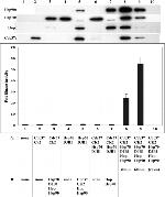 Cdc37 Antibody in Western Blot (WB)