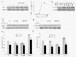 Phospho-c-Met (Tyr1230, Tyr1234, Tyr1235) Antibody in Western Blot (WB)