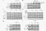 Phospho-AKT1 (Ser473) Antibody in Western Blot (WB)