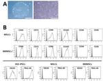 CD73 Antibody in Flow Cytometry (Flow)