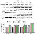 Phospho-AKT1 (Thr308) Antibody in Western Blot (WB)