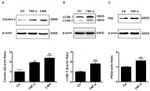 Claudin 2 Antibody in Western Blot (WB)