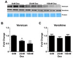 Versican V0, V1 Neo Antibody in Western Blot (WB)