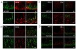 IL-17A Antibody in Immunocytochemistry, Immunohistochemistry (ICC/IF, IHC)