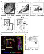 CD326 (EpCAM) Antibody in Immunocytochemistry, Flow Cytometry (ICC/IF, Flow)