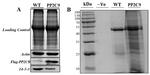 DYKDDDDK Tag Antibody in Western Blot (WB)