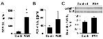 GREM1 Antibody in Western Blot, ELISA (WB, ELISA)