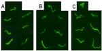 Borrelia burgdorferi Antibody in Immunocytochemistry (ICC/IF)