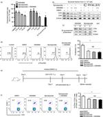 TCR V alpha 2 Antibody in Flow Cytometry (Flow)