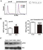 CD43 Antibody in Flow Cytometry (Flow)