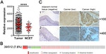 KDM5B Antibody in Immunohistochemistry (IHC)