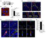 CD31 Antibody in Immunocytochemistry (ICC/IF)