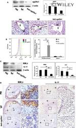 ROR gamma (t) Antibody in Immunohistochemistry (Frozen), Flow Cytometry (IHC (F), Flow)