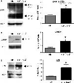 CHOP Antibody in Western Blot (WB)