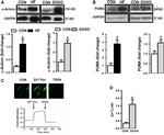 alpha Actinin 1 Antibody in Western Blot (WB)