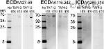 EpCAM Antibody in Western Blot (WB)