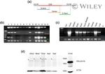 SEL1L Antibody in Western Blot (WB)