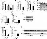 KLF4 Antibody in Western Blot (WB)