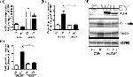 KLF4 Antibody in Western Blot (WB)