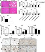 UCP1 Antibody in Immunohistochemistry (Paraffin) (IHC (P))