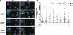 NFATC2 Antibody in Immunocytochemistry (ICC/IF)