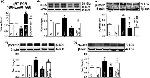 Phospho-Tau (Thr231) Antibody in Western Blot (WB)