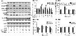 ALK Antibody in Western Blot (WB)