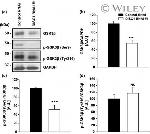 Phospho-GSK3B (Tyr216, Tyr279) Antibody in Western Blot (WB)