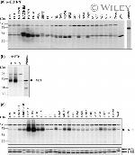 alpha Tubulin Antibody in Western Blot (WB)