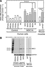 PUMA alpha Antibody in Western Blot (WB)