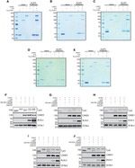 Cullin 1 Antibody in Western Blot (WB)