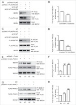 VPS34 Antibody in Immunoprecipitation (IP)