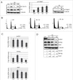 p21 Antibody in Western Blot (WB)