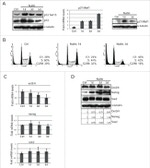 p21 Antibody in Western Blot (WB)