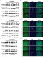 GAPDH Antibody in Western Blot (WB)