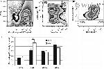 Ly-6A/E (Sca-1) Antibody in Flow Cytometry (Flow)