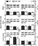 PPAR alpha Antibody in Western Blot (WB)