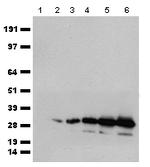 mCherry Antibody in Western Blot (WB)