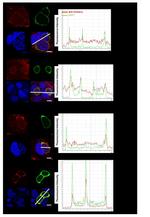 mCherry Antibody in Immunocytochemistry (ICC/IF)