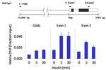 mTOR Antibody in ChIP Assay (ChIP)