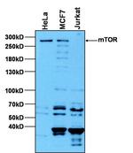 mTOR Antibody in Western Blot (WB)