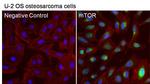 mTOR Antibody in Immunocytochemistry (ICC/IF)