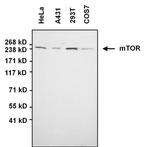 mTOR Antibody in Western Blot (WB)